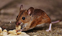 squirrel-control Experts in Alleman